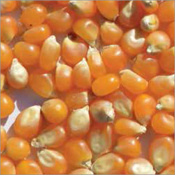 Popcorn Butterfly Type