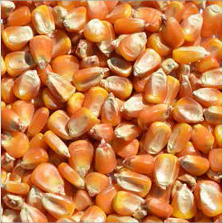 Yellow Corn