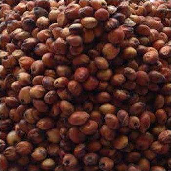 Red Sorghum