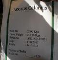 Acorus Calamus Small