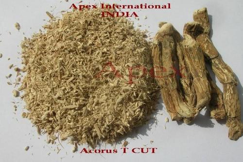 Acorus Calamus T Cut