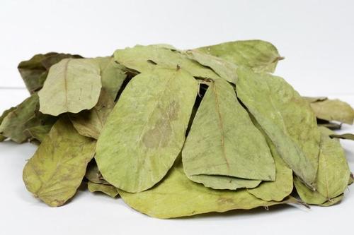 Cassia Alata Leaves