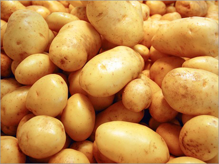 Fresh Potato - Russet Variety Brown Color Oval Shape | Fresh Firm Texture Moisture Rich Versatile Great Taste
