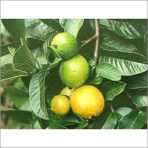 Natural Guava Leaf Extract