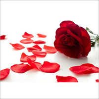 Rose Extract - 100% Pure Rose Petals | Red Color, Steam Distillation Method, 2-year Shelf Life, Glass Bottle Packaging, Skin-friendly, Therapeutic Healing Properties