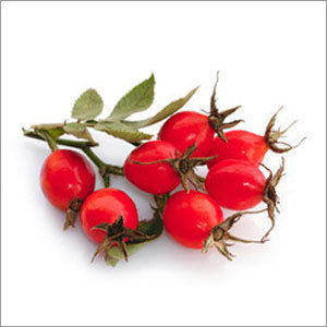 Rose Hip Extract