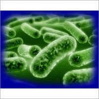 Lactobacillus Acidophilus - Powder Form, Herbal Extract Via Solvent Extraction | Advanced Quality Assurance, Multiple Packaging Options