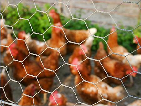 Chicken Mesh