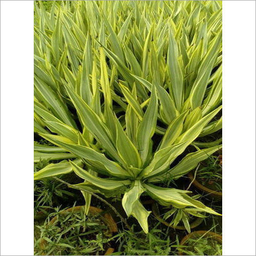 Furcaria Plant