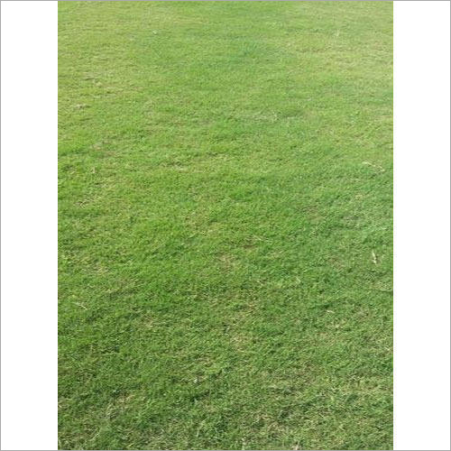 Lawn Grass