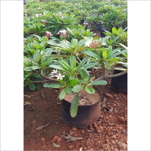 Champa Plant