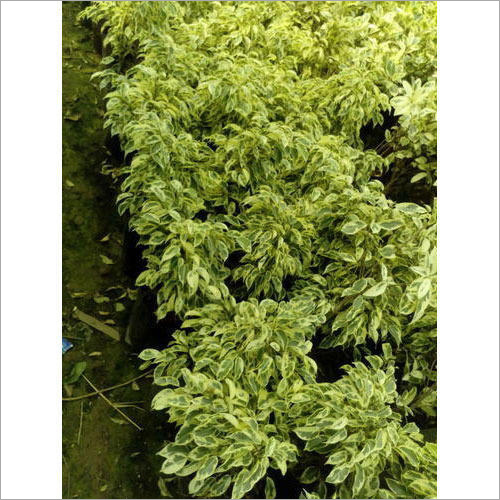 Outdoor Plant