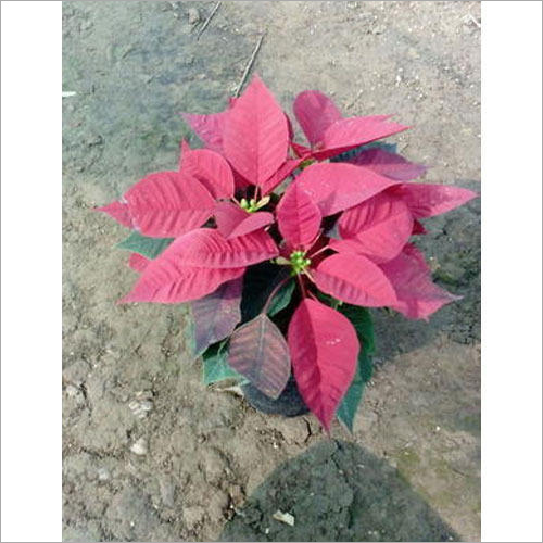 Poinsettia Plant