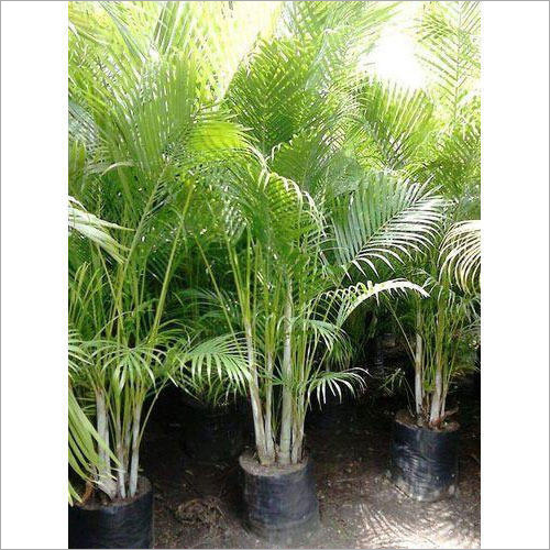 Areca Palm Plant