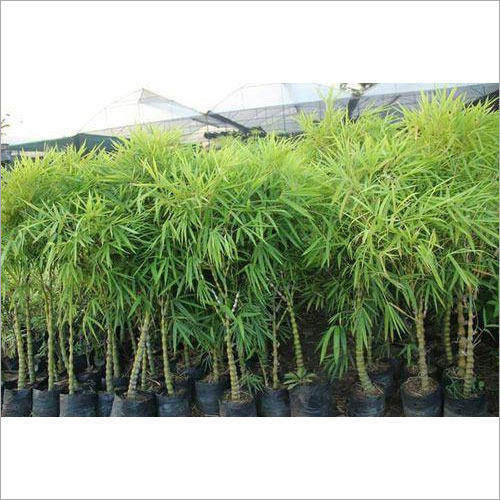 Bamboo Palm Plant