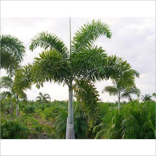 Foxtail Palm Plant