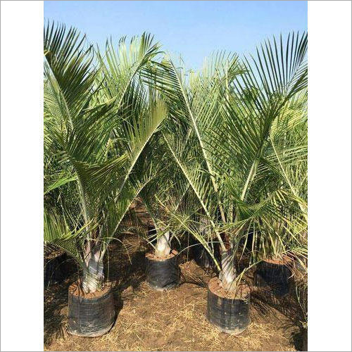 Palm Plant