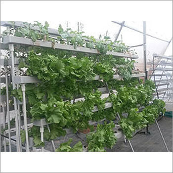 Commercial NFT 300 Plants