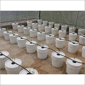 Hydroponics Dutch Bucket System