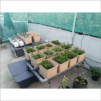 Dutch Bucket System