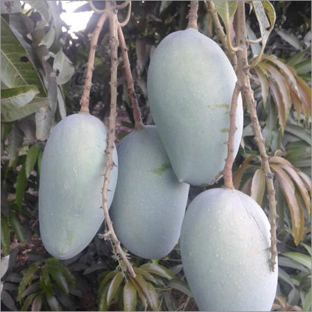 Fresh Mango