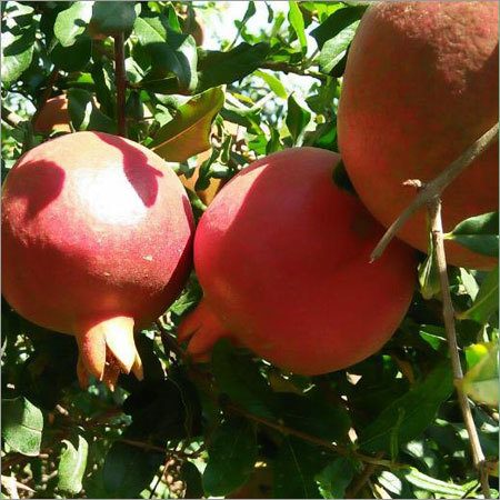 Organic Pomegranate