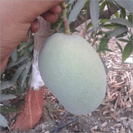 Pure Mango