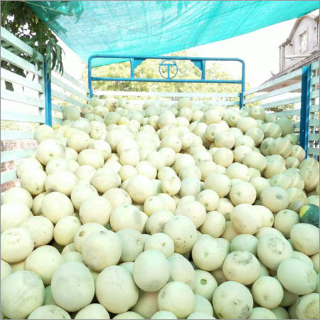 Organic Melon