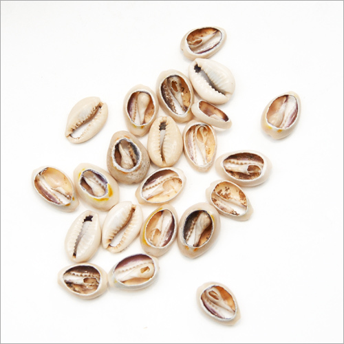 Shell Bead