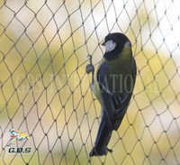 Anti Bird Net