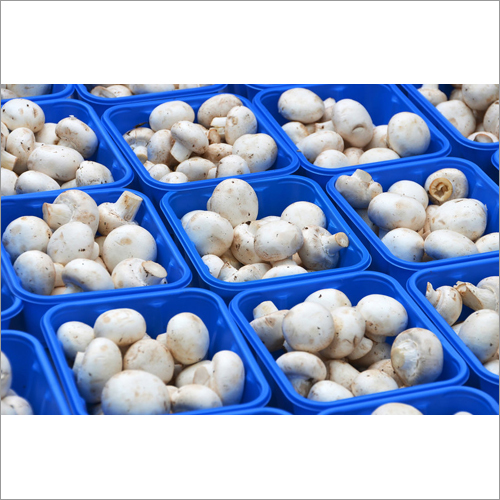 Button Mushroom