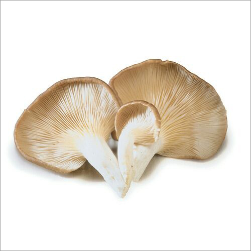 Oyster Mushroom