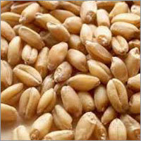 HD 2967 Wheat Seed