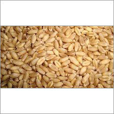 PBW 154 Wheat Seed