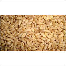 PBW 502 Wheat Seeds