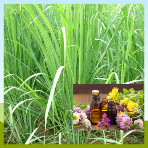Aromatics Citronella Oil