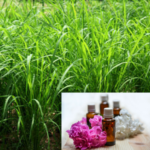Aromatics Palmarosa Oil