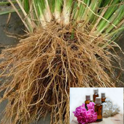 Aromatics Vetiver Oil