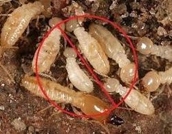 Termite Pest Control Services