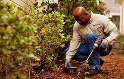 Termite Control Services