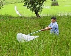 Pest Management By Agarwal Plywood Trader