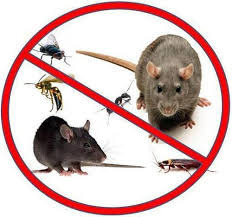 Rat Control Service