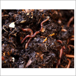 Vermicompost Manure