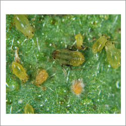 Organic Pesticide