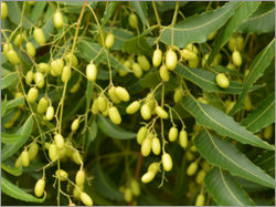 Neem Seeds