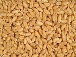 Organic Wheat