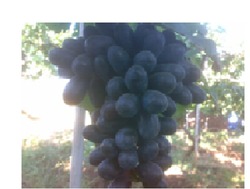 Sharad Grapes