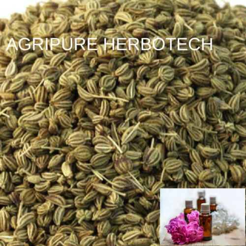 Ajowan Oil Raw Material: Seeds