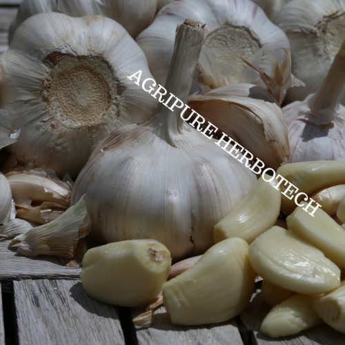 Garlic Oleoresin