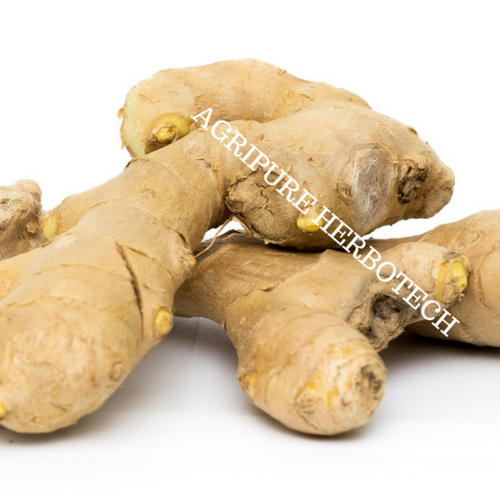 Ginger Oleoresin